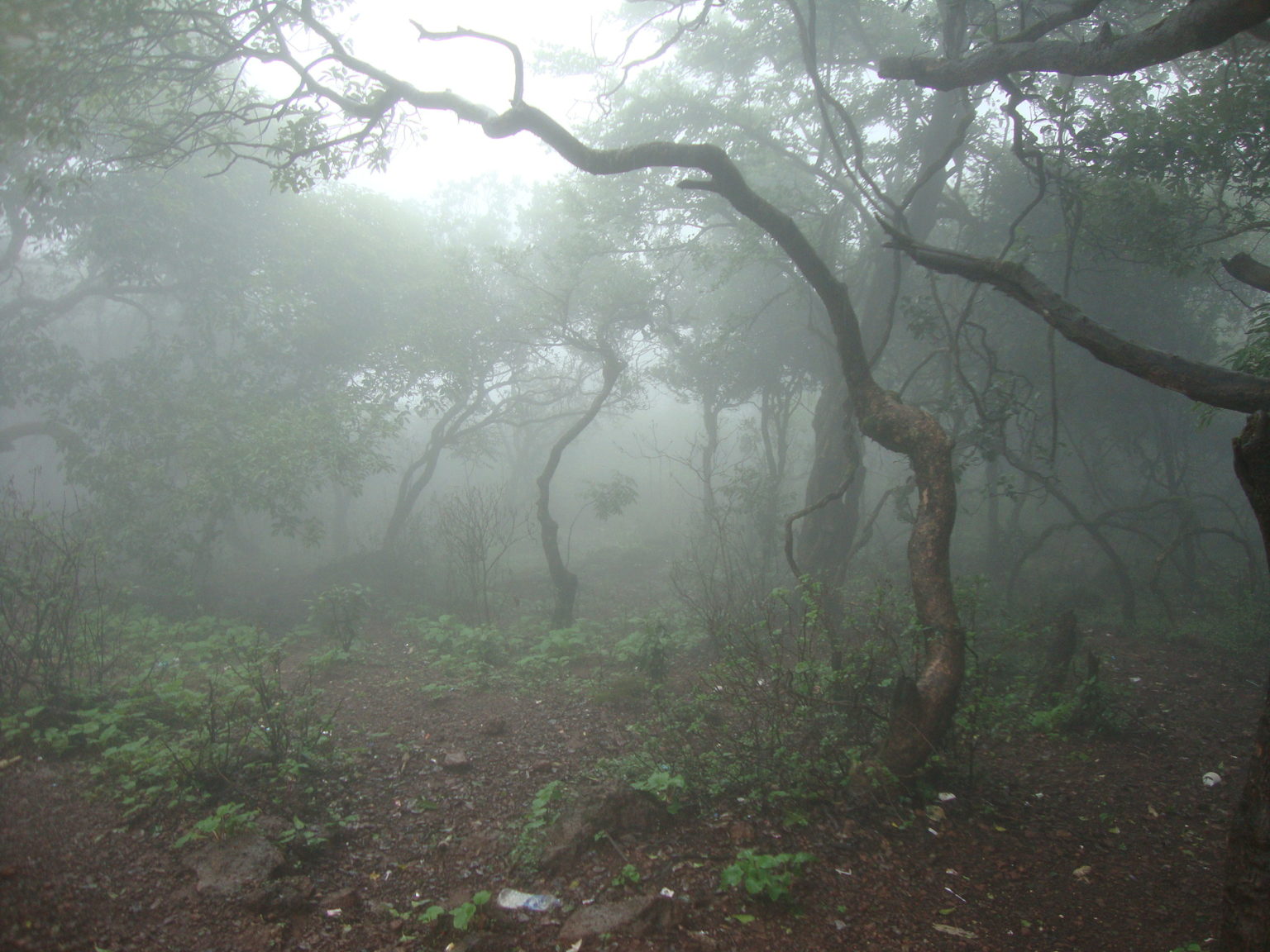 Night drive searchlight sweeping across dry deciduous forest in the buffer zone of Panna tiger reserve