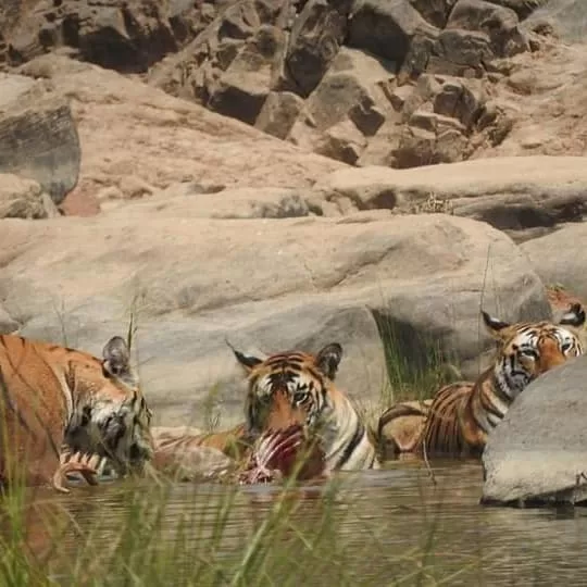 We Met T1 Tigress