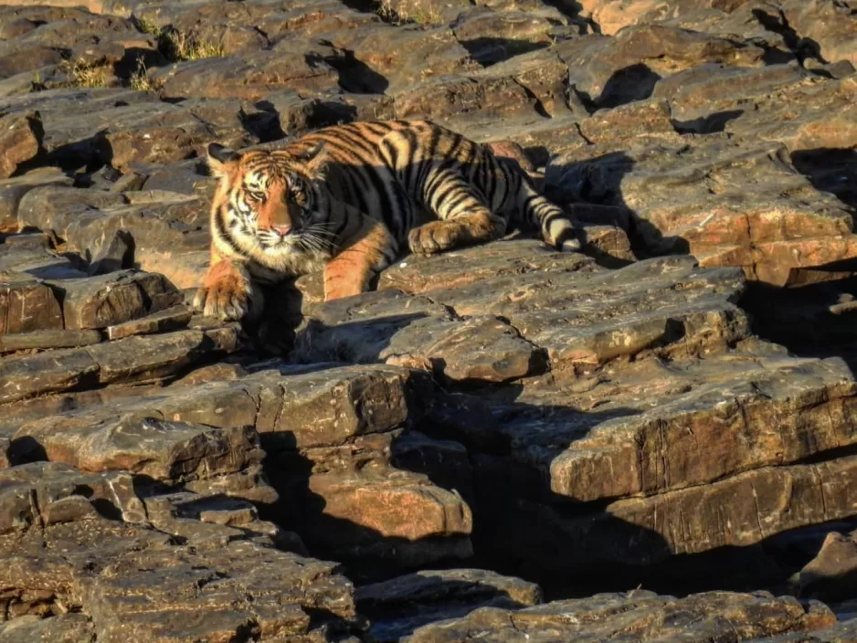 Brave Tiger Cub