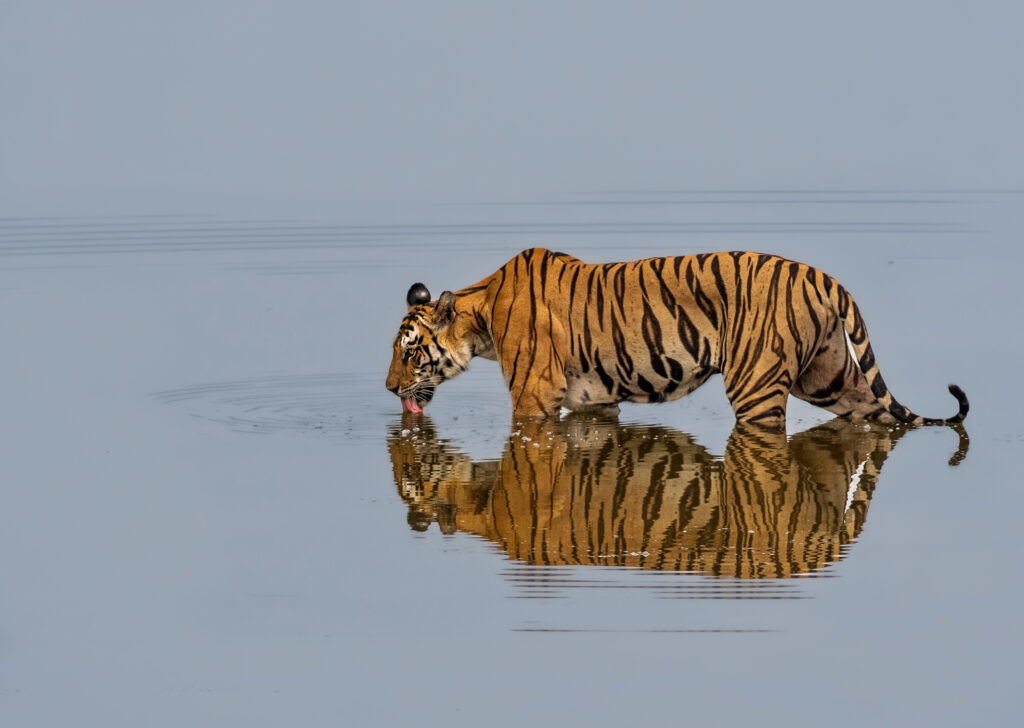 2N/3D Panna Tiger Escape